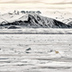 Illustration for article titled As Sea Ice Shrinks, Polar Bears Are Moving Farther North